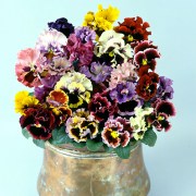 viola-bakhromchataya-can-can-mixed-5-sht (1)